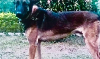 Kirti Chakra to Naik Devendra Pratap Singh, Shaurya Chakra to 8 jawans