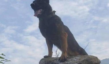 Tribute to Army Dog Zoom Officers-fellow Dogs; Helped to kill 2 terrorists