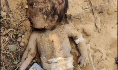 Newborn's body found in bushes in Jaipur: Dogs pulled it out of the pit