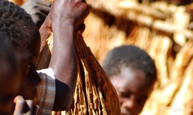 40 percent of the world's countries are free from indoor smoke, 1.3 million people lose their lives every year: WHO