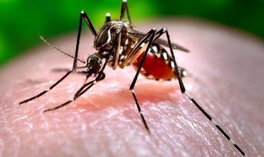 Dengue outbreak in Bangladesh more than 60 thousand cases registered in August