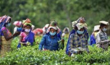 Tea production increased in July, last month production increased by 6.2 percent to 165 million kg