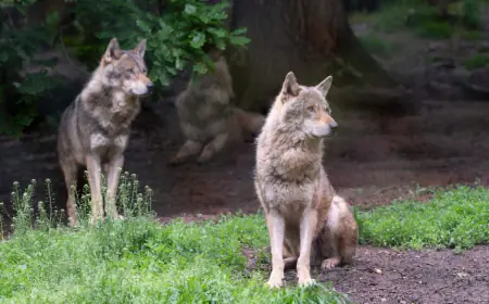 Wolf attacks again, catches child sleeping with mother, 57 teams engaged in searching two wolves