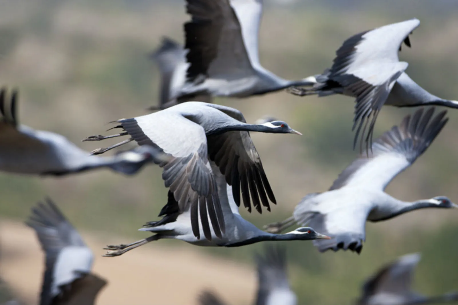 Some must-visit places in North India for nature lovers full of migratory birds