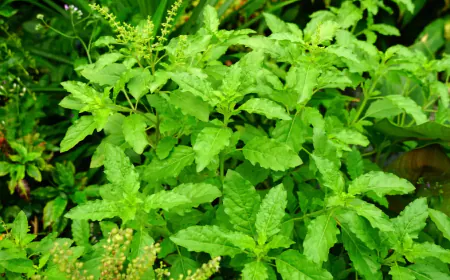 Green leaves that are found in every house can bring face glow; Know how to use them