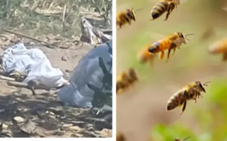 People run away leaving dead body in Jodhpur due to bees attack on funeral procession