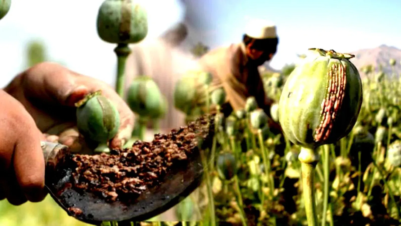 Chittorgarh News: Over seven quintals of doda chura were seized in the second major action against smugglers in just 24 hours