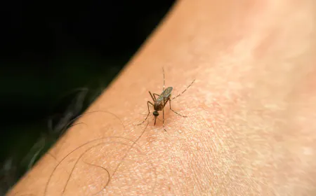 Do the mosquitoes that bite so hard have teeth? Know the truth