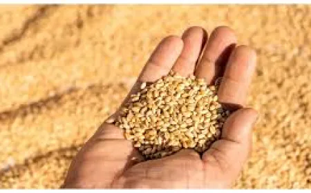 India Aims for 119 Million Tons Wheat Output; Pulses and Oilseeds Also in Focus