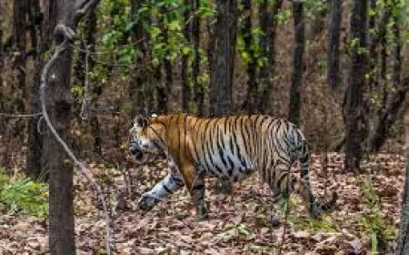 India’s Tiger State: Top 5 Tiger Reserves to Explore in Madhya Pradesh