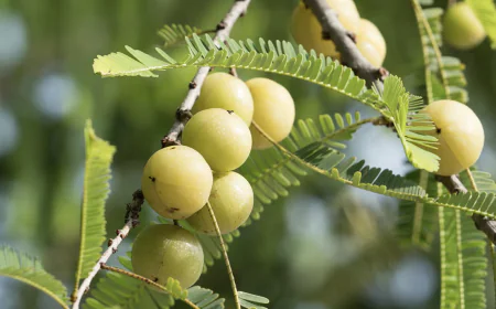 Ayurvedic Expert Reveals the Best Time to Eat Amla for Maximum Benefits